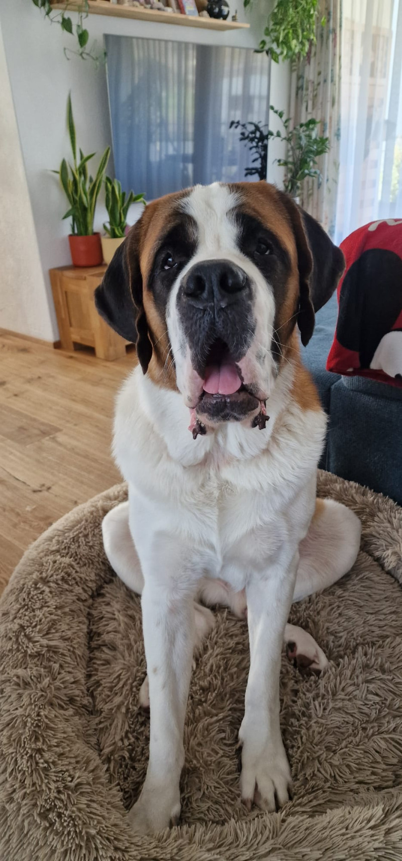 Bilbo vom Bruderloch