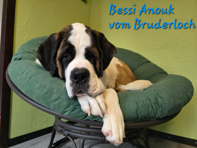 Bessi Anouk vom Bruderloch
